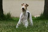 FOX TERRIER 689